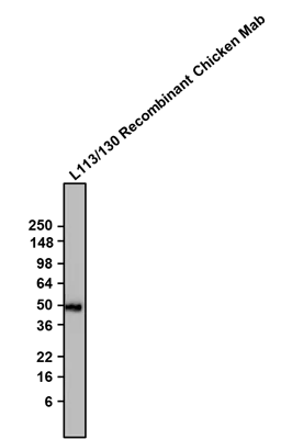 Anti-Homer1 Recombinant Chicken Chimeric mAb - Image 3