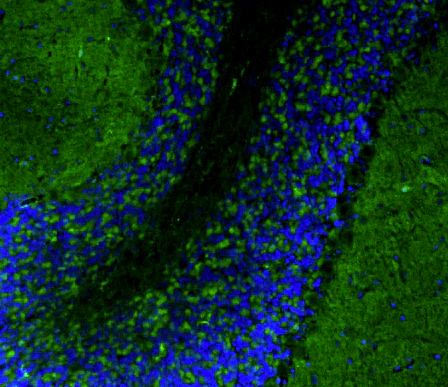 Anti-Homer1 Recombinant Chicken Chimeric mAb - Image 4