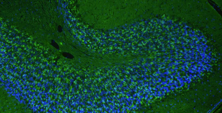 Anti-Homer1 Recombinant Chicken Chimeric mAb - Image 5