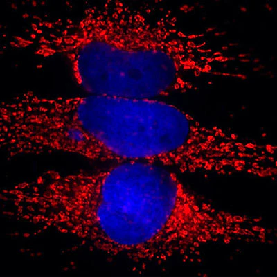 Anti-Hsp60 Antibody - Image 2