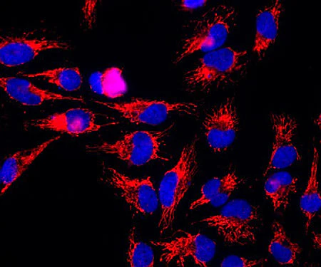 Anti-Hsp60 Antibody - Image 3