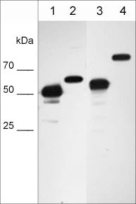 Anti-Hsp60 (N-terminal region) Antibody - Image 2