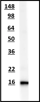 Anti-IBA1/AIF1 Antibody - Image 2