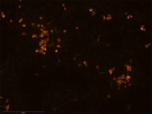 Anti-IBA1/AIF1 Antibody - Image 4
