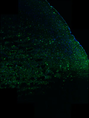 Anti-IBA1/AIF1 Antibody - Image 5