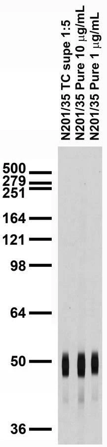 Anti-Iduna/RNF146 Antibody