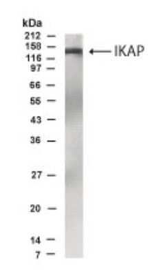 Anti-IKAP (N-terminal) Antibody