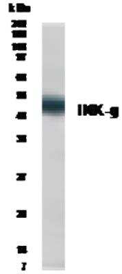 Anti-IKK gamma (C-terminal) Antibody