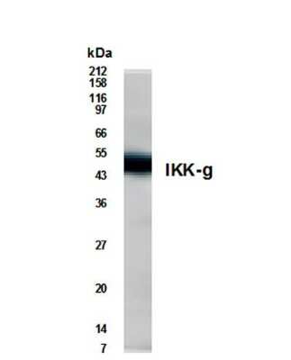 Anti-IKK gamma (N-terminal) Antibody