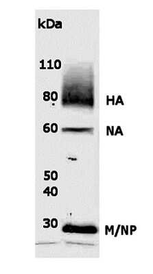 Anti-Influenza A [H1N1] Antibody
