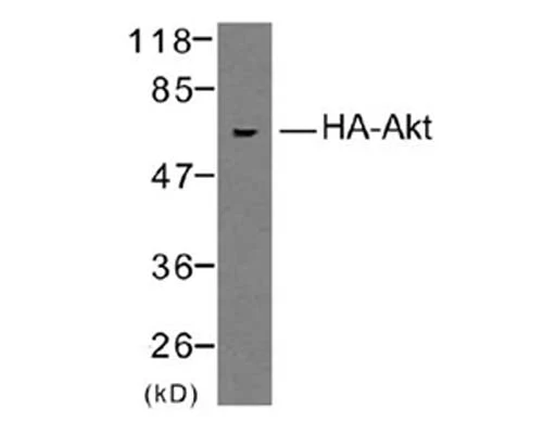 Anti-Influenza hemagglutin (HA) Antibody