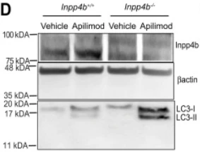Anti-INPP4b Antibody - Image 2