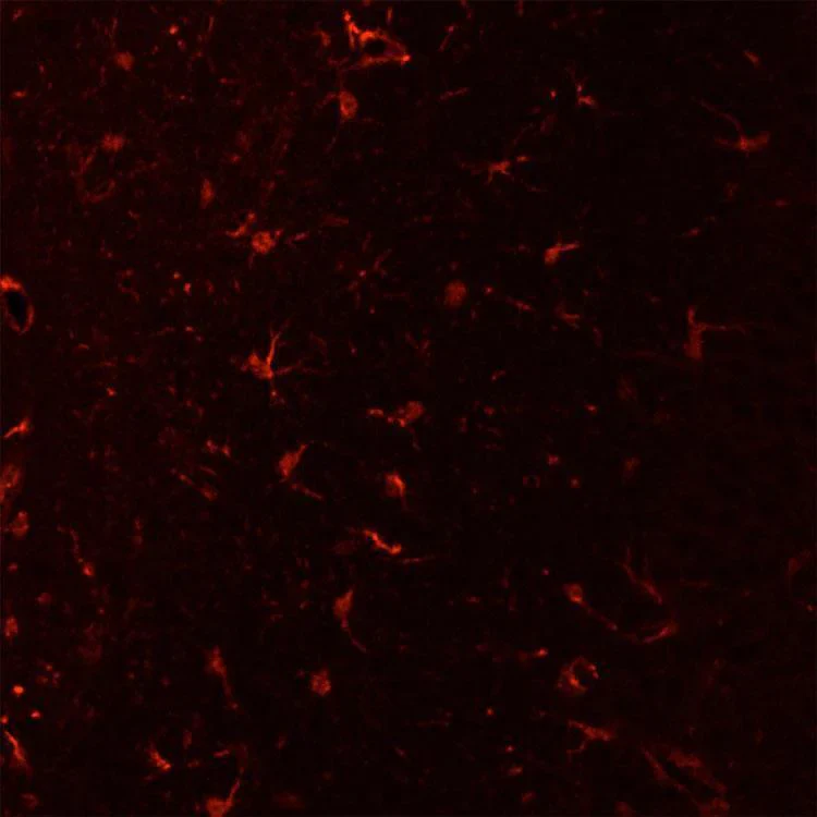 Anti-Integrin alpha-M (CD11b, ΜΑC-1, OX-42 Antigen) Antibody