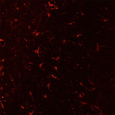 Anti-Integrin alpha-M (CD11b, ΜΑC-1, OX-42 Antigen) Antibody - Image 5