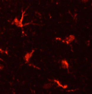 Anti-Integrin alpha-M (CD11b, ΜΑC-1, OX-42 Antigen) Antibody - Image 6
