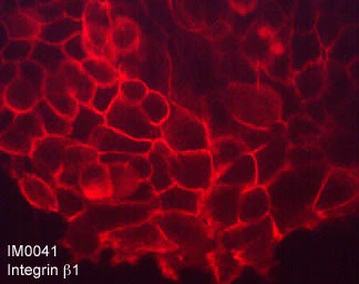 Anti-Integrin β1 (Extracellular region) Antibody - Image 2