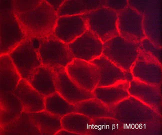 Anti-Integrin β1 (Extracellular region) Antibody - Image 2