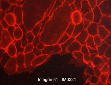 Anti-Integrin β1 (Extracellular region) Antibody - Image 2