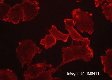 Anti-Integrin β1 (Extracellular region) Antibody - Image 2