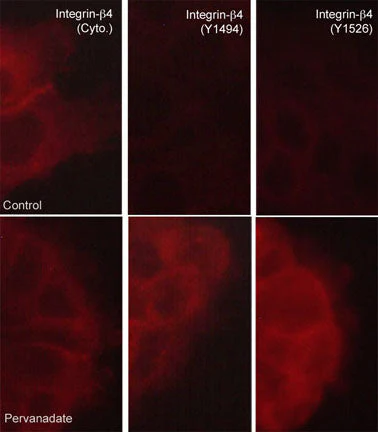 Anti-Integrin β4 (Tyr-1526), Phosphospecific Antibody - Image 2