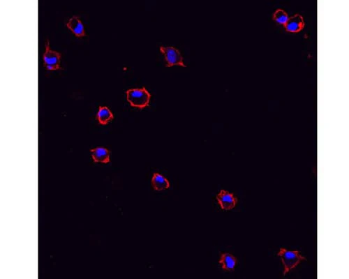 Anti-Integrin beta 2 alpha subunit (CD11b/c, Mac-1) Antibody - Image 2
