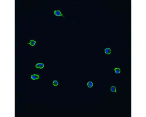 Anti-Integrin beta 2 alpha subunit (CD11b/c, Mac-1) Antibody - Image 3