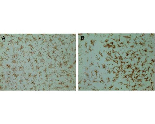 Anti-Integrin beta 2 alpha subunit (CD11b/c, Mac-1) Antibody - Image 4