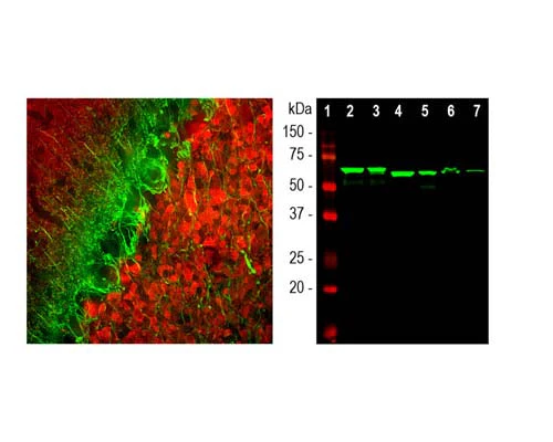 Anti-Internexin alpha (Alpha-Inx) Antibody - Image 2