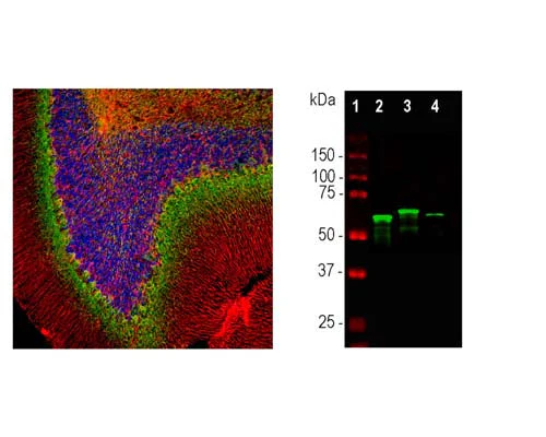 Anti-Internexin alpha (Alpha-Inx) Antibody - Image 2
