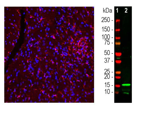 Anti-Ionized Calcium Binding Adapter Molecule 1 (IBA1) Antibody