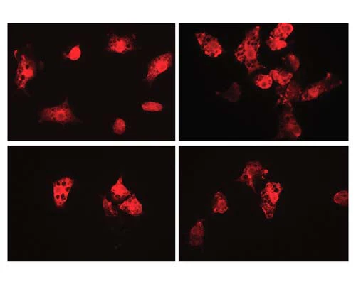 Anti-Ionized calcium-binding adapter molecule 1 (IBA1) Antibody - Image 2