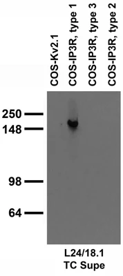 Anti-IP3 Receptor, Type 1 Antibody - Image 3