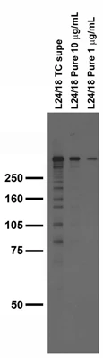 Anti-IP3 Receptor, Type 1 Antibody - Image 5