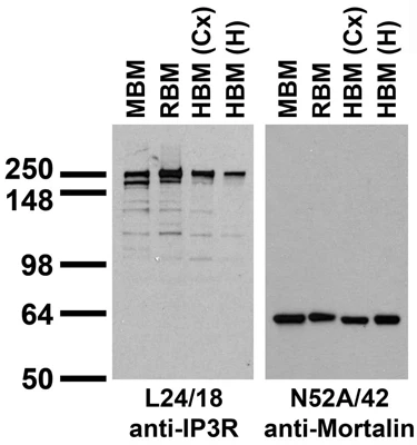 Anti-IP3 Receptor, Type 1 Antibody - Image 6