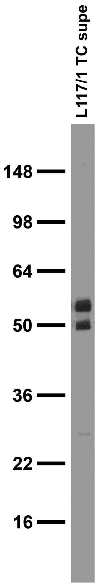 Anti-IRSp53/BAIAP2 Antibody - Image 3