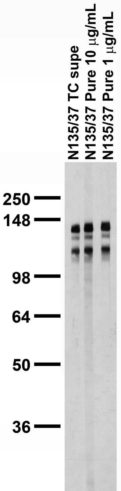 Anti-JIP-2/IB-2 Antibody - Image 3