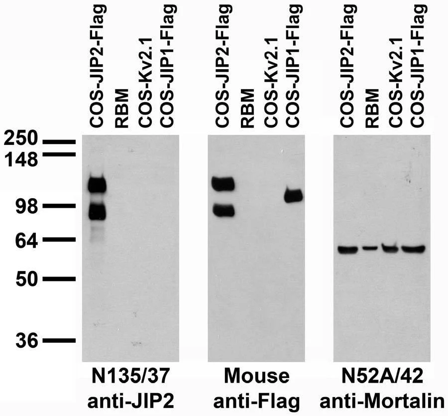 Anti-JIP-2/IB-2 Antibody - Image 4