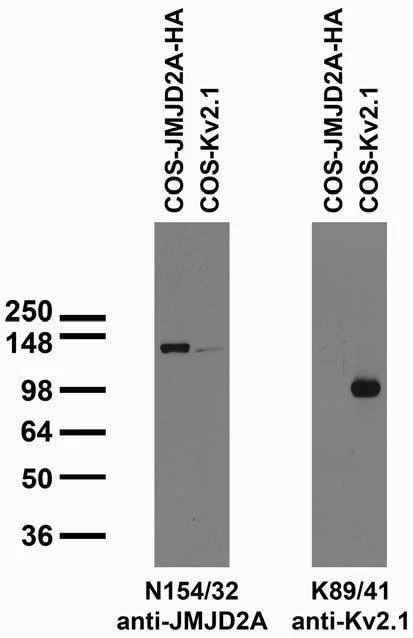 Anti-JMJD2A Antibody