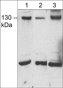 Anti-JMY (C-terminal region) Antibody
