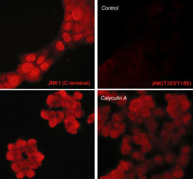 Anti-JNK1 (C-terminal region) Antibody - Image 2