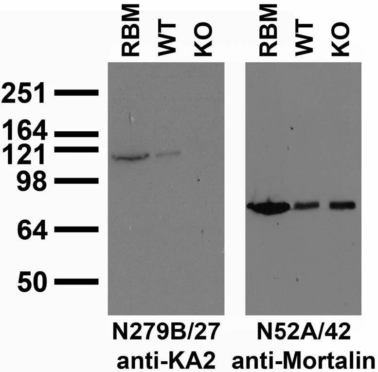 Anti-KA2 Kainate Receptor Antibody