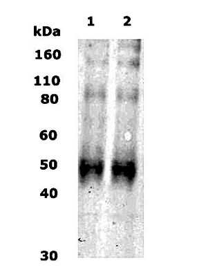 Anti-Kappa Opioid Receptor Antibody