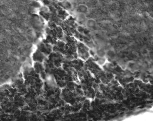 Anti-KCC2 Antibody