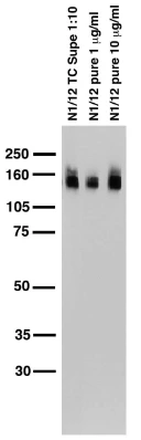Anti-KCC2 Antibody - Image 2