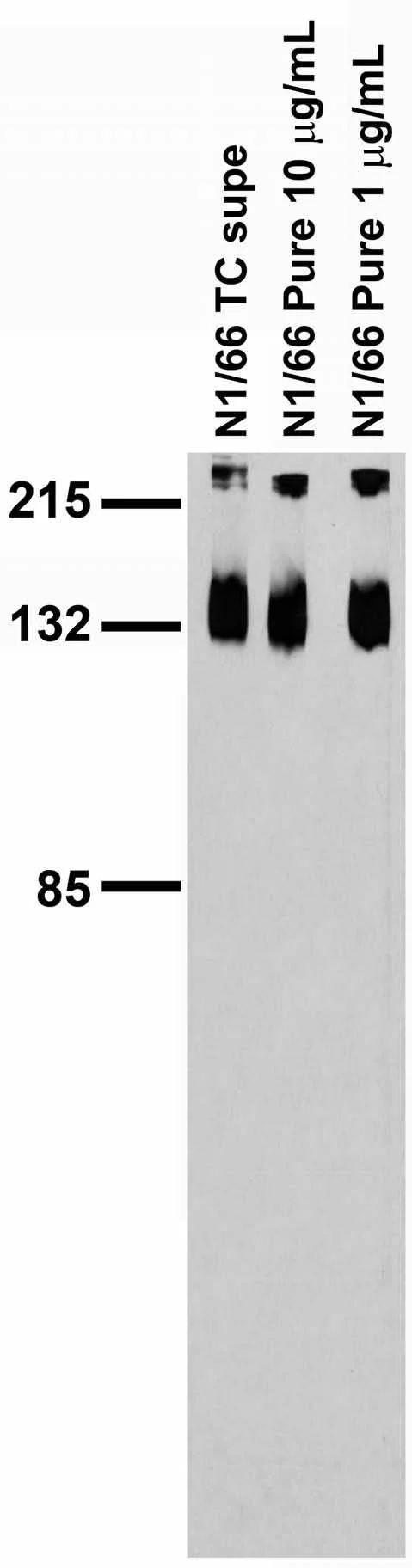 Anti-KCC2 Antibody
