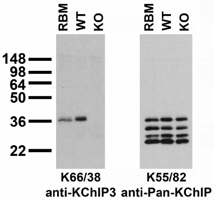 Anti-KChIP3 K+ Channel Antibody - Image 2