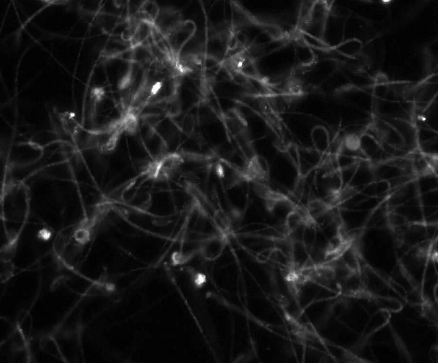 Anti-KCNU1/Slo3 pH-Sensitive Maxi-K+ Channel Antibody - Image 3