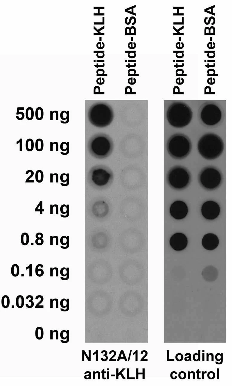 Anti-Keyhole Limpet Hemocyanin (KLH) Antibody
