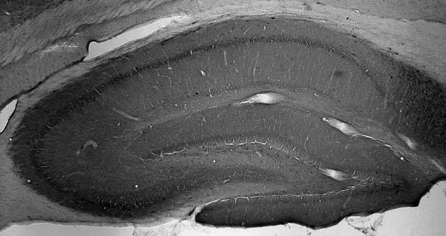 Anti-Kir2.1 K+ Channel Antibody