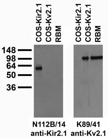 Anti-Kir2.1 K+ Channel Antibody - Image 2